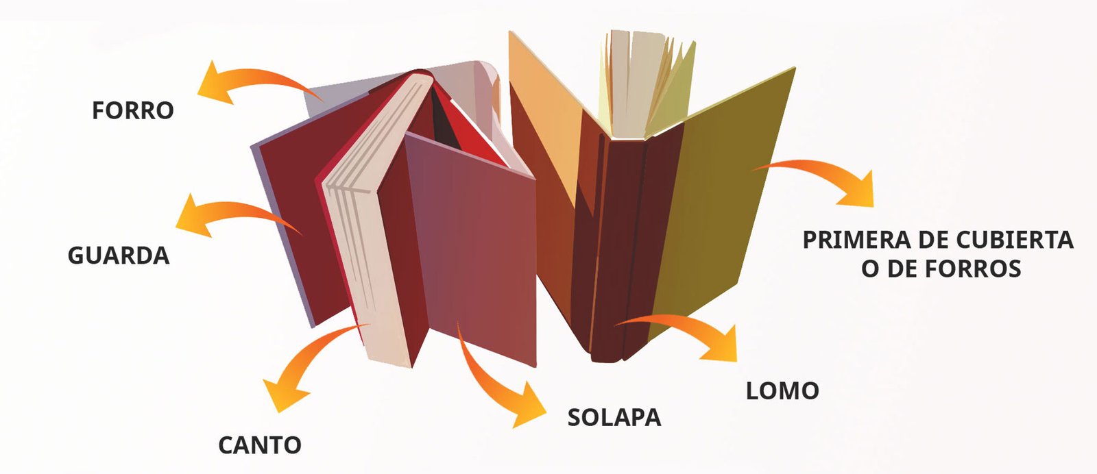Guía visual de la estructura externa de un libro: los elementos que protegen e invitan a la lectura. Infografía con las partes de la estructura externa de un libro, como la cubierta, el lomo y las solapas.
