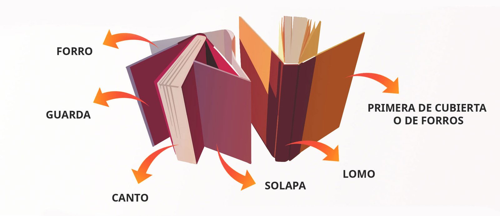 Infografía con las partes de la estructura externa de un libro, como la cubierta, el lomo y las solapas.